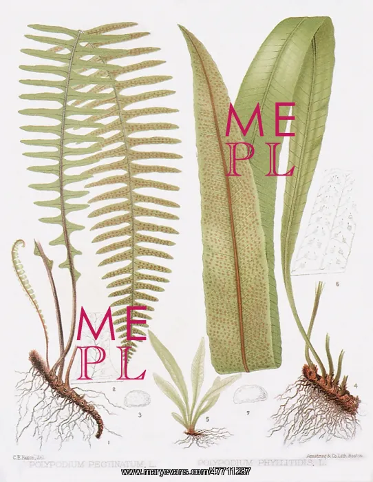  : Fern and Leaf