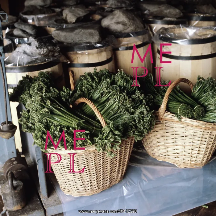 : Fern picking, 1982 : Fern picking, 1982