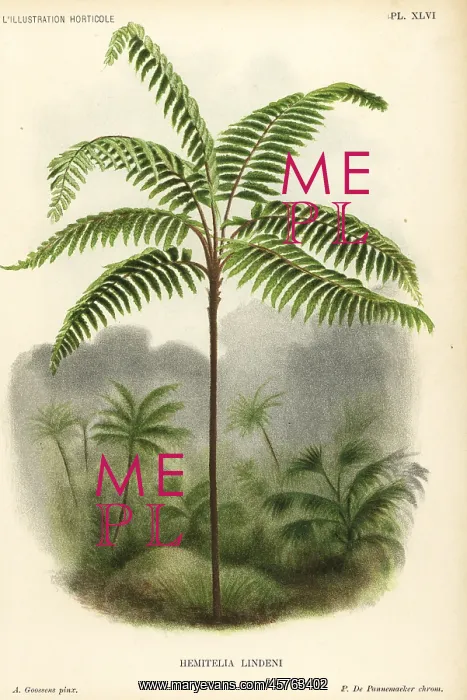 : Fern tree, Cnemidaria lindenii : Fern tree, Cnemidaria lindenii