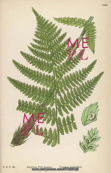  : FERNS ATHYRUM FILIX-F