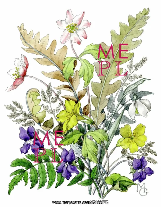 : Ferns, windflowers, primroses and violets : Ferns, windflowers, primroses and violets