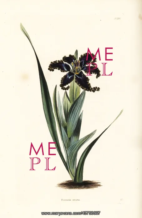 : Ferraria variabilis : Ferraria variabilis