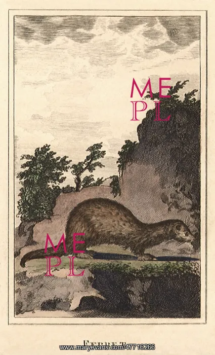  : Ferret