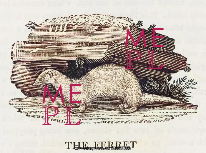 : FERRET (BEWICK) : FERRET (BEWICK)