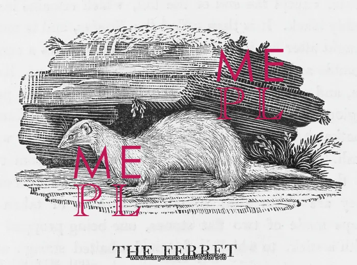 : FERRET (BEWICK) : FERRET (BEWICK)