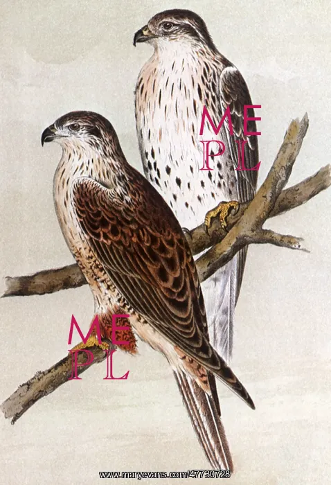  : Ferruginous Buzzard, Archibuteo ferrugineus