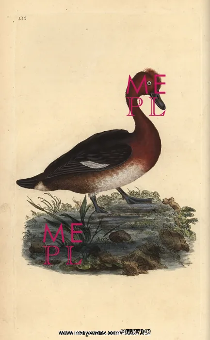 : Ferruginous duck, Aythya nyroca : Ferruginous duck, Aythya nyroca