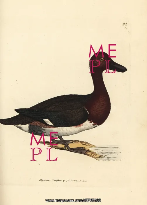 : Ferruginous pochard, Aythya nyroca : Ferruginous pochard, Aythya nyroca