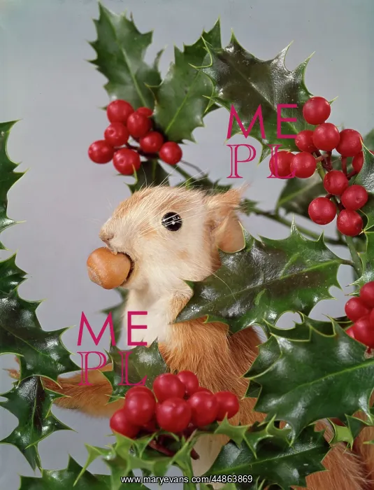 : FESTIVE NUTTY SQUIRREL 2 : FESTIVE NUTTY SQUIRREL 2