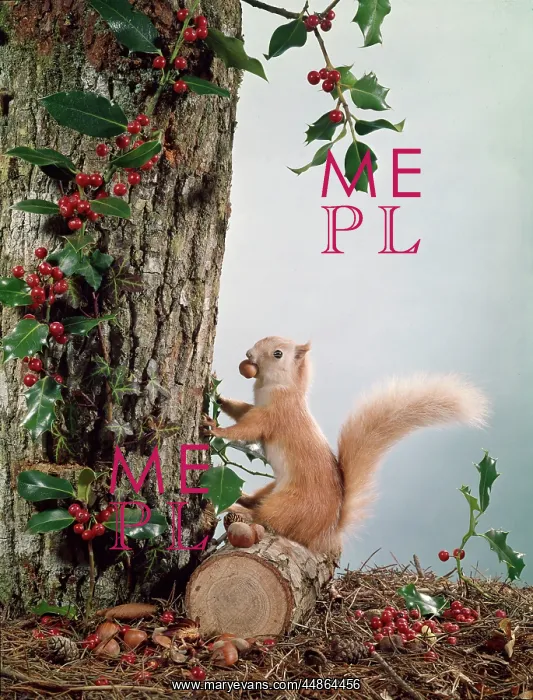 : FESTIVE NUTTY SQUIRREL 3 : FESTIVE NUTTY SQUIRREL 3