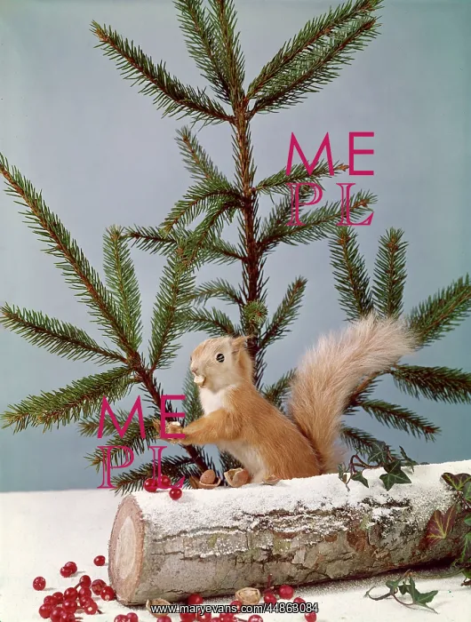 : FESTIVE NUTTY SQUIRREL 4 : FESTIVE NUTTY SQUIRREL 4