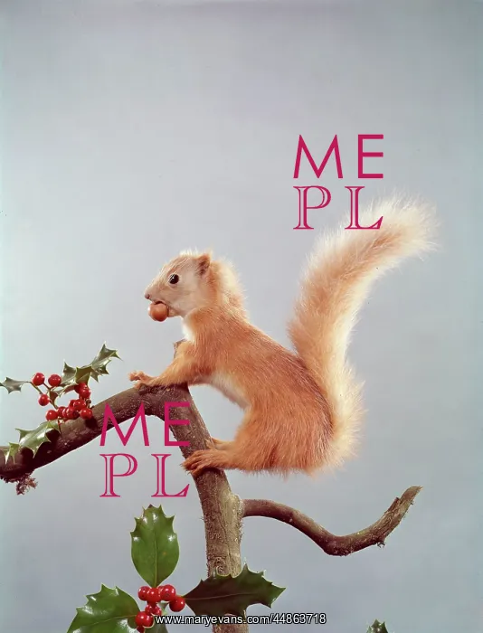 : FESTIVE NUTTY SQUIRREL : FESTIVE NUTTY SQUIRREL