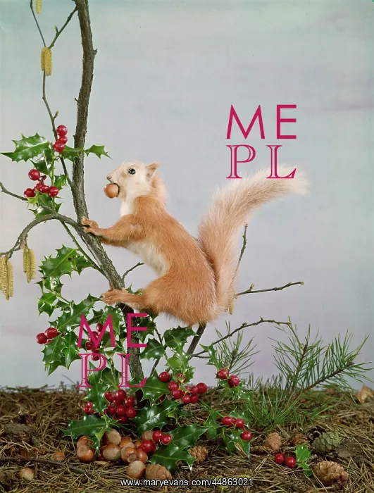: FESTIVE NUTTY SQUIRREL 5 : FESTIVE NUTTY SQUIRREL 5