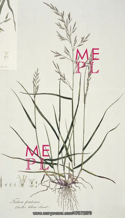  : Fesuca pratensis, meadow fescue