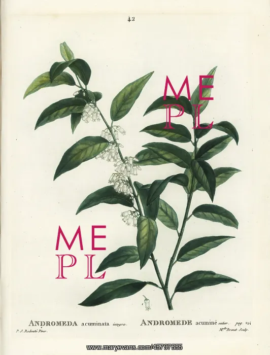 : Fetterbush, Andromeda acuminata : Fetterbush, Andromeda acuminata