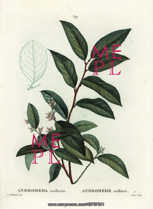 : Fetterbush, Andromeda axillaris : Fetterbush, Andromeda axillaris