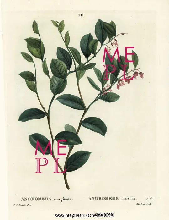 : Fetterbush, Andromeda marginata : Fetterbush, Andromeda marginata