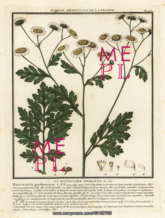 : Feverfew, Tanacetum parthenium : Feverfew, Tanacetum parthenium