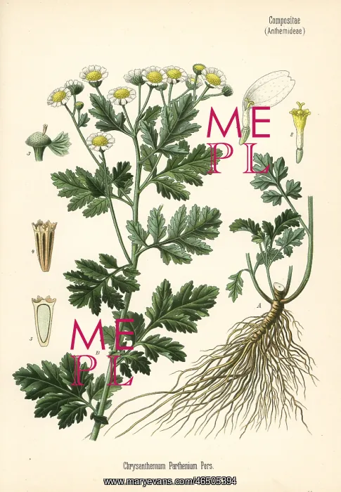 : Feverfew, Tanacetum parthenium : Feverfew, Tanacetum parthenium