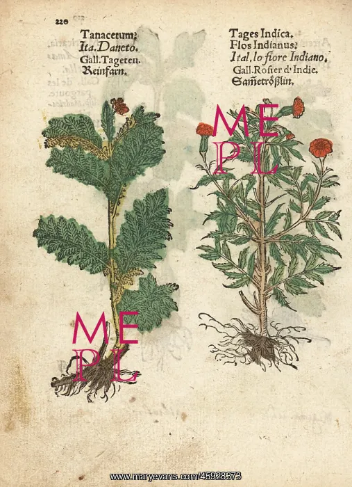 : Feverfew, Tanacetum parthenium, and Mexican : Feverfew, Tanacetum parthenium, and Mexican