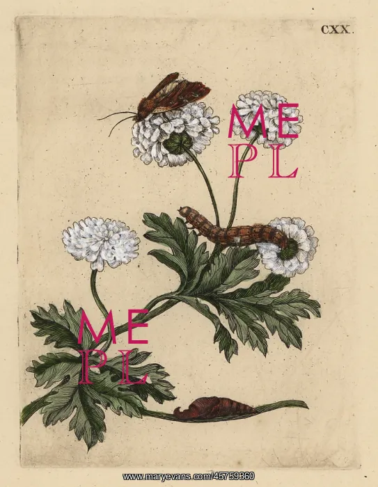 : Feverfew, Tanacetum parthenium, with moth : Feverfew, Tanacetum parthenium, with moth