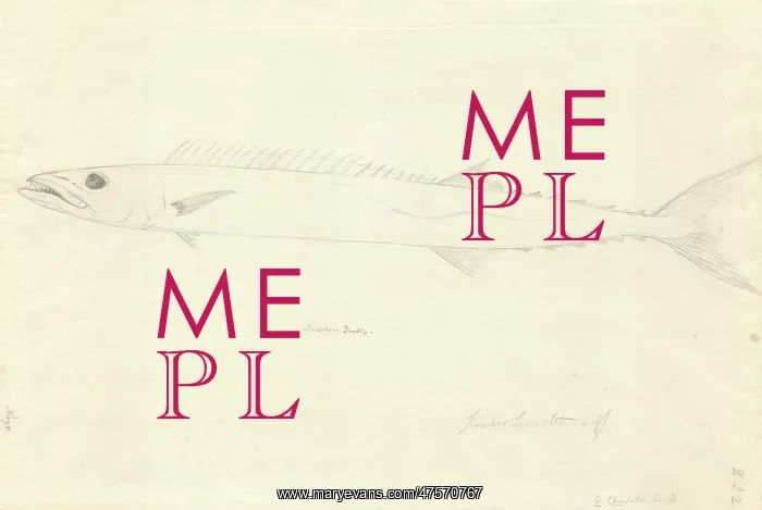 : Ff. 222 sketch by George Forster : Ff. 222 sketch by George Forster