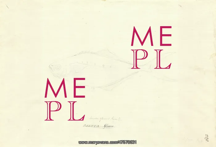 : Ff. 229 sketch by George Forster : Ff. 229 sketch by George Forster