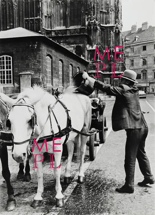 : A Fiaker cleaning his horses. St. Stephen's Square. Abo : A Fiaker cleaning his horses. St. Stephen's Square. Abo