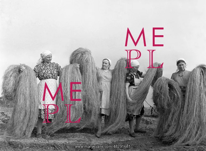 : Fibre hemp plant, 1964 : Fibre hemp plant, 1964