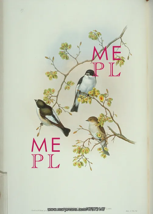 : Ficedula hypoleuca, pied flycatcher : Ficedula hypoleuca, pied flycatcher