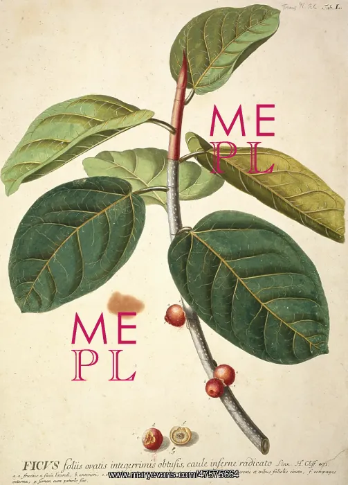 : Ficus bengalensis, banyan tree : Ficus bengalensis, banyan tree