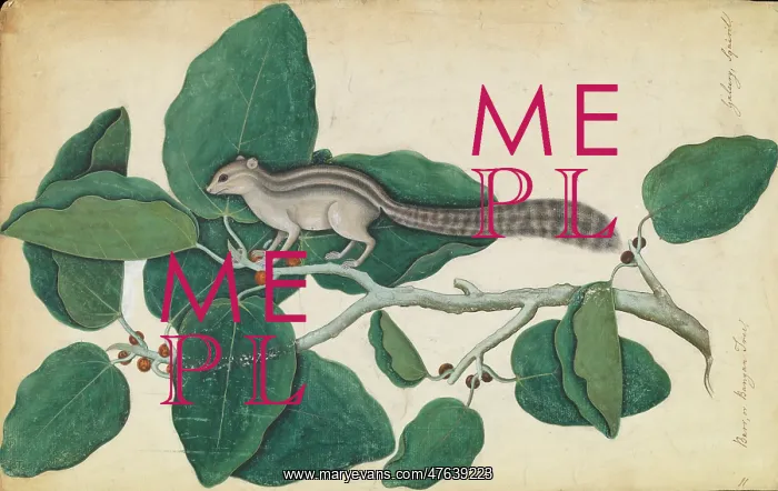 : Ficus benghalensis and squirrel : Ficus benghalensis and squirrel
