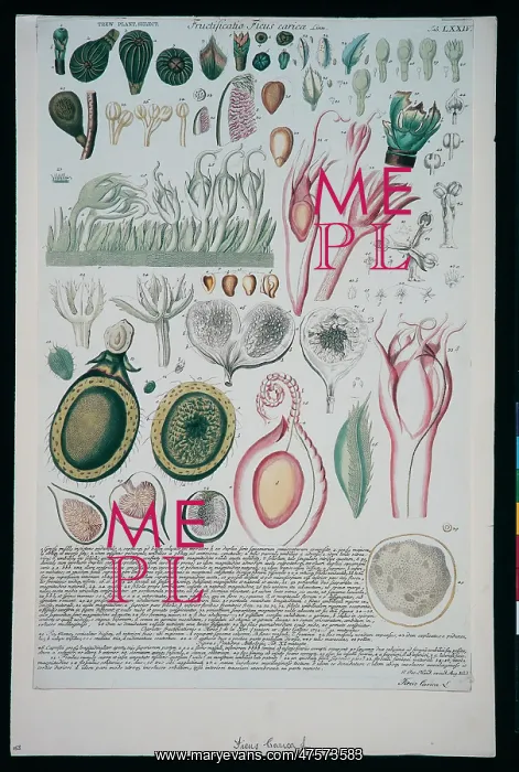 : Ficus carica, common fig : Ficus carica, common fig