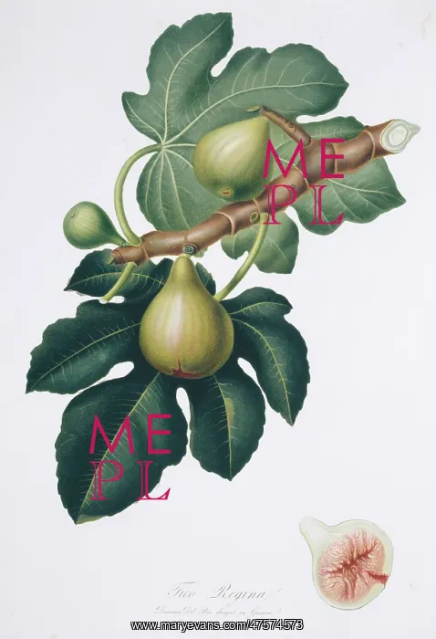 : Ficus carica, fig : Ficus carica, fig