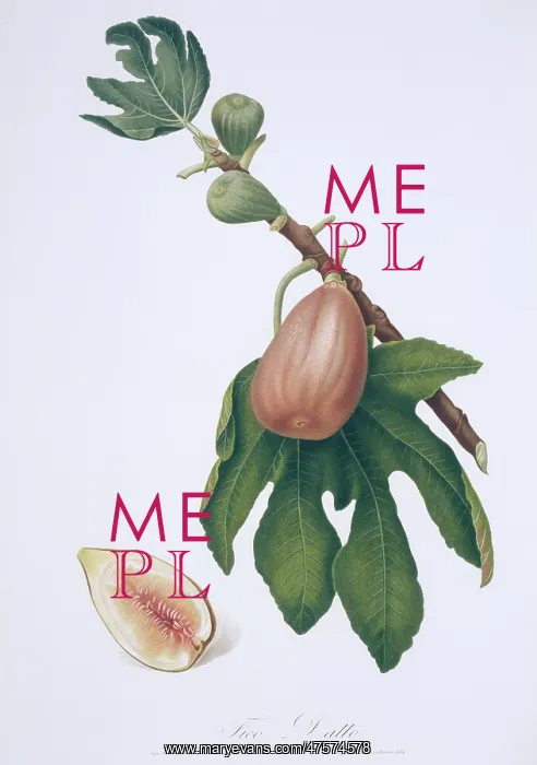 : Ficus carica, fig : Ficus carica, fig
