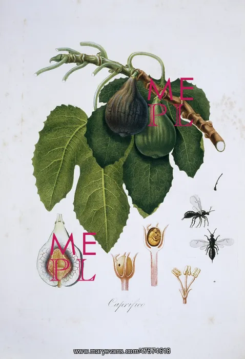 : Ficus carica, fig tree : Ficus carica, fig tree