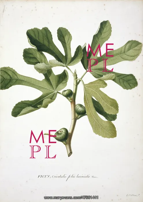 : Ficus carica L. Fig : Ficus carica L. Fig