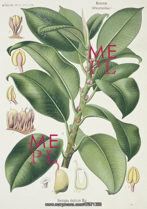 : Ficus elastica, Indian rubber tree : Ficus elastica, Indian rubber tree