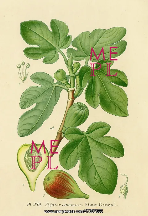 : Ficus (Fig)