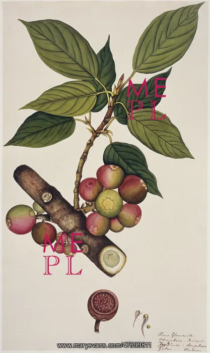 : Ficus glomerata, doomar or gular : Ficus glomerata, doomar or gular