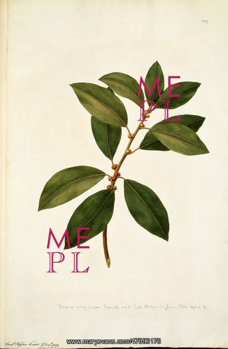 : Ficus obliqua, small leaved fig tree : Ficus obliqua, small leaved fig tree