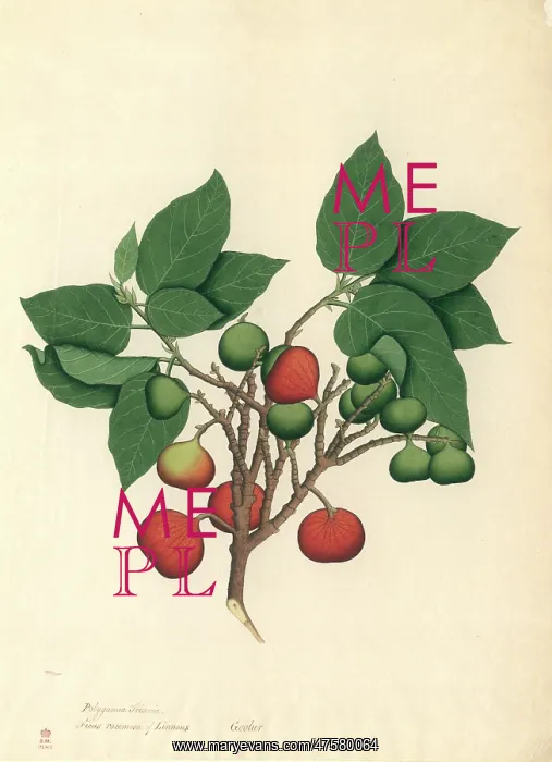 : Ficus racemosa, cluster fig : Ficus racemosa, cluster fig