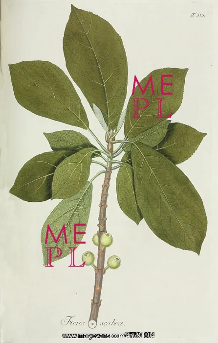 : Ficus scabra : Ficus scabra