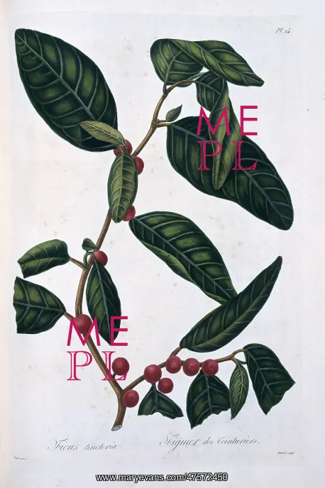 : Ficus tinctoria, dye fig : Ficus tinctoria, dye fig