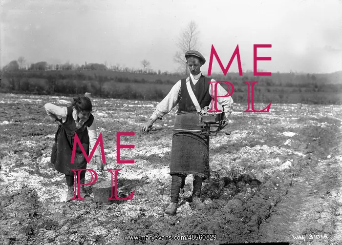 : Fiddle Sowing : Fiddle Sowing