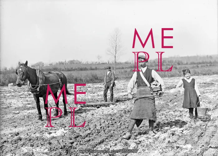 : Fiddle Sowing and Harrowing : Fiddle Sowing and Harrowing