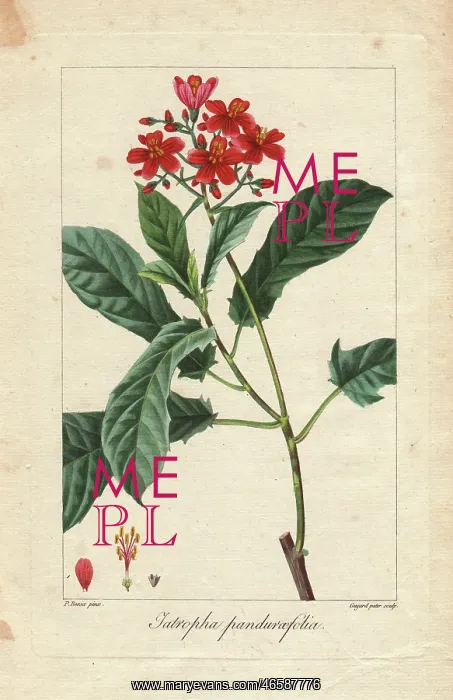 : Fiddlehead jatropha, Jatropha pandurifolia : Fiddlehead jatropha, Jatropha pandurifolia