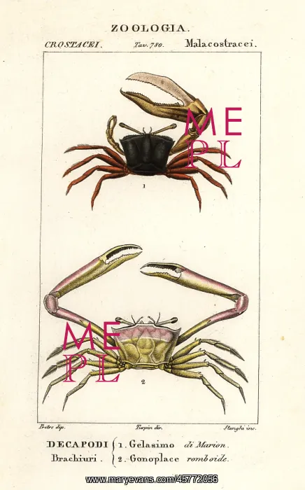 : Fiddler crab and angular crab : Fiddler crab and angular crab