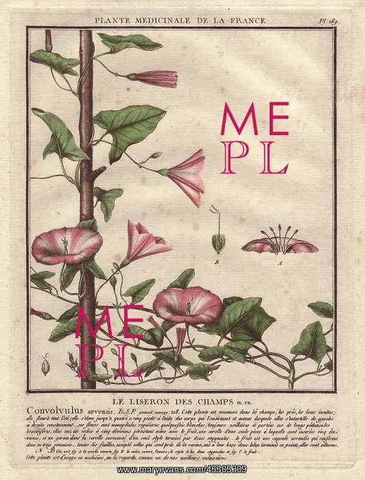 : Field bindweed, Convolvulus arvensis : Field bindweed, Convolvulus arvensis