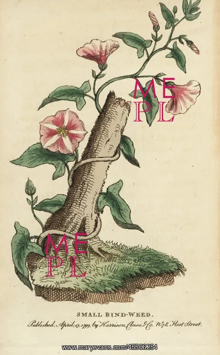 : Field bindweed, Convolvulus arvensis : Field bindweed, Convolvulus arvensis